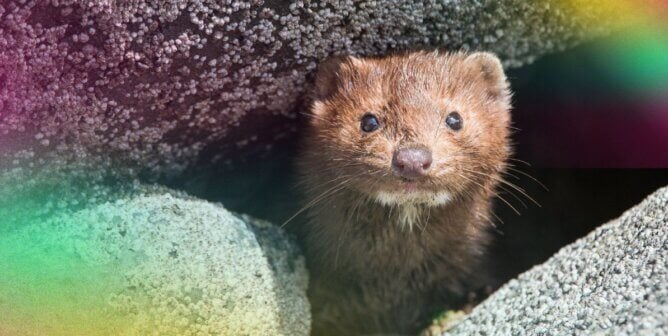 A brown mink peering through rocks