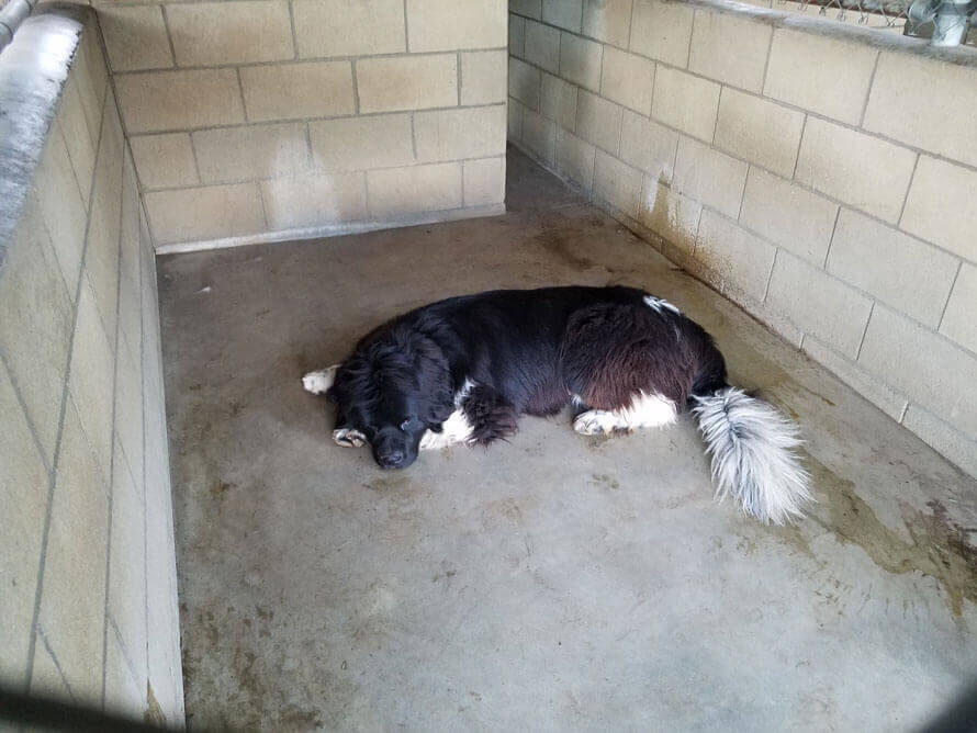 A black and white dog in a barren concrete jennel