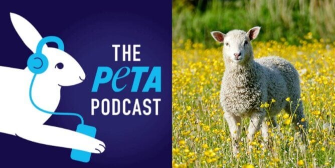 PETA Podcast logo with a photo of a sheep