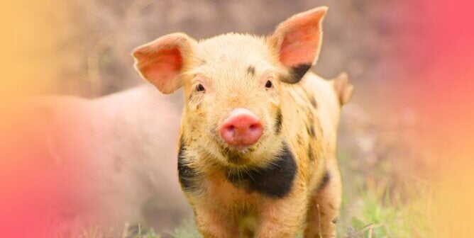 Pig next to pink and yellow gradients