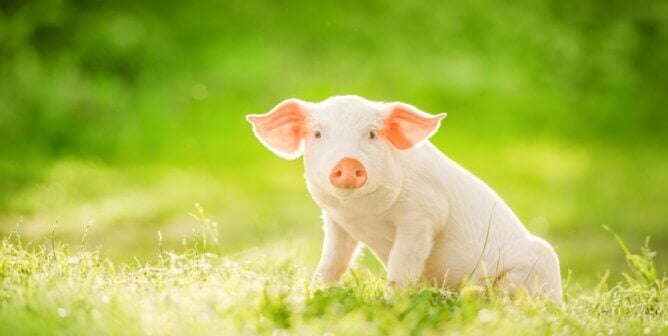A pink pig on a field