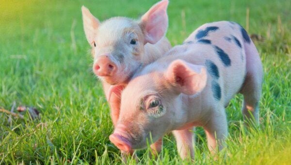 Two piglets in a field