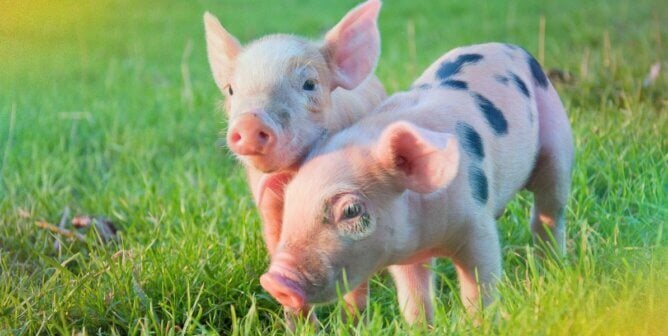 Two piglets in a field