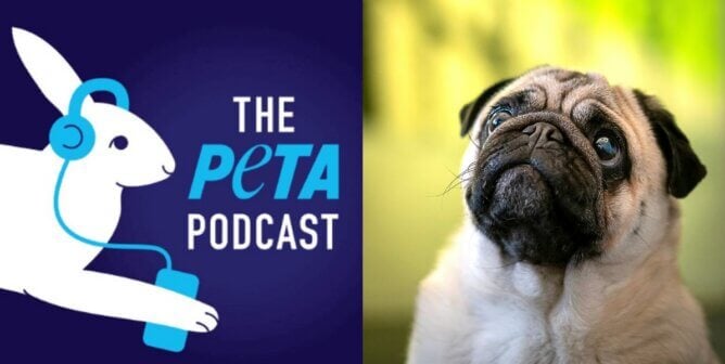 PETA Podcast pug