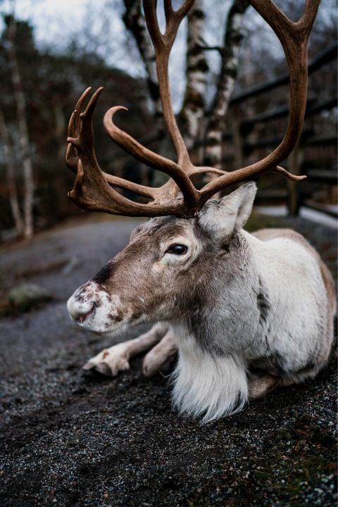 A reindeer looking at the viewer