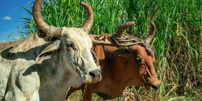 Two bullocks in a sugarcane field
