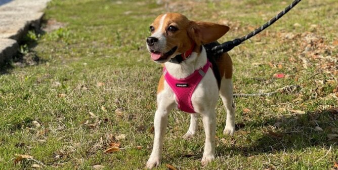 Temple in a pink harness