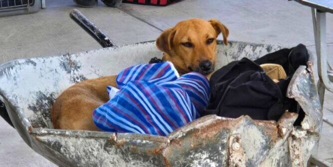 A brown dog in a wheelbarrow
