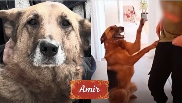 Amir from holiday rescue video