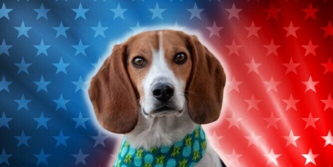 A beagle looking at the camera against a flag background