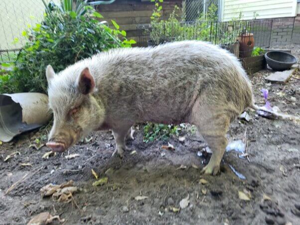 Emaciated pig side view