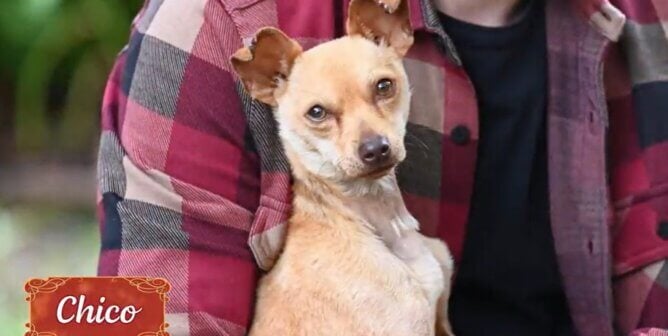 Chico from holiday rescue video