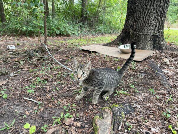 Chained kitten