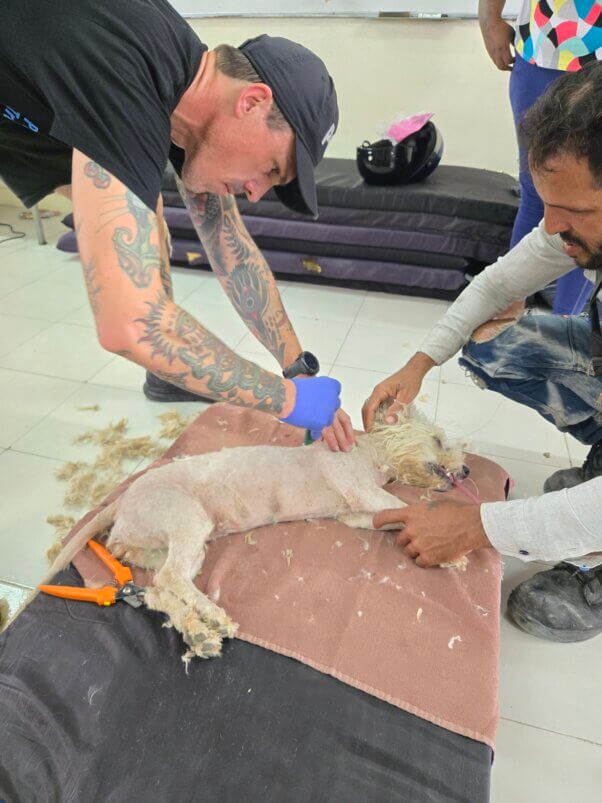 Dog being shaved at Cancun spay/neuter event