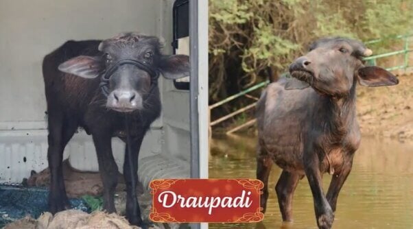 Draupadi from holiday rescue video