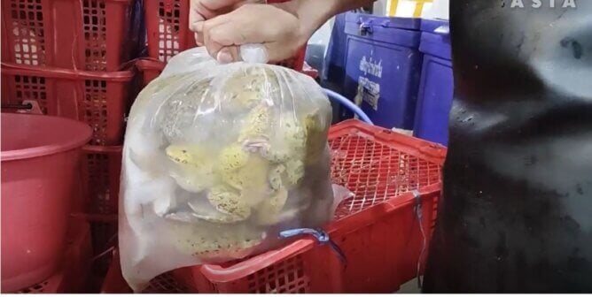 A bag of live frogs and ice