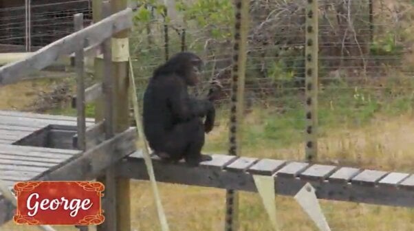 George from holiday rescue video