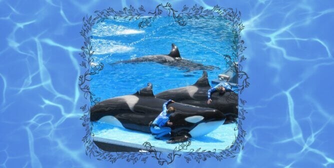 orcas in water with human trainers at seaworld