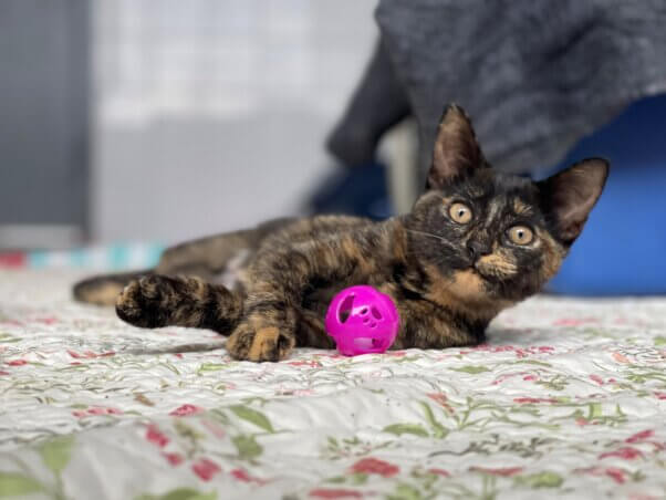 Marmalade with a jingle ball