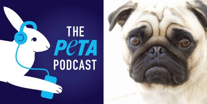 PETA podcast logo and image of sad pug
