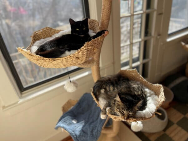Rakia and Ezekiel sharing a cat tree