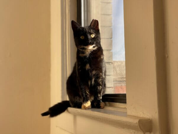 Rakia in a windowsill