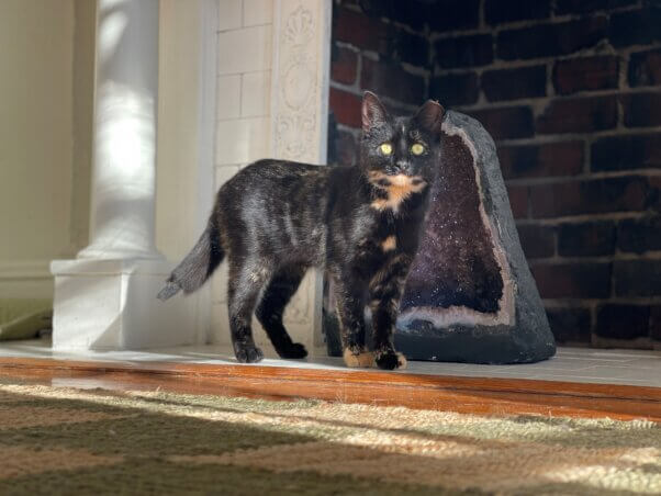 Rakia in front of an empty fireplace