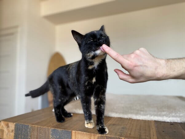 Rakia licking someone's fingertip