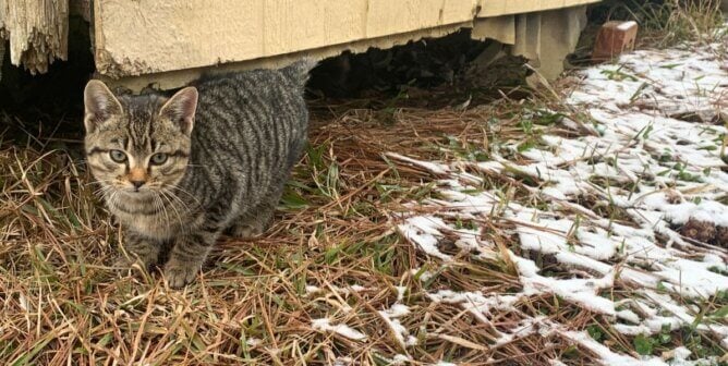 Kitten outside in the snow