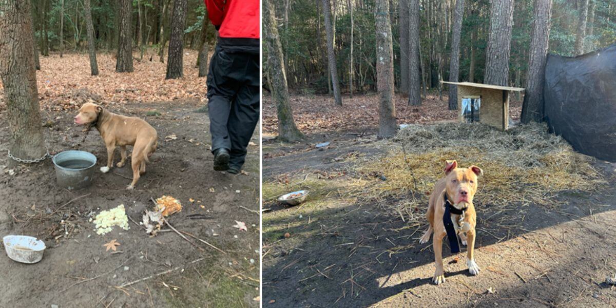 Before and after for Chomper