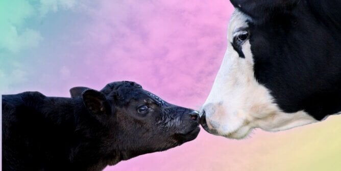 Mother cow and calf