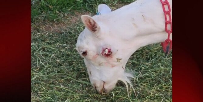 White goat with a pus filled cheek