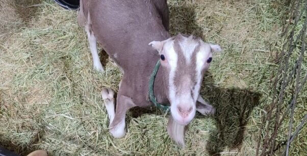Tina, a grey goat, on the knees of her front legs