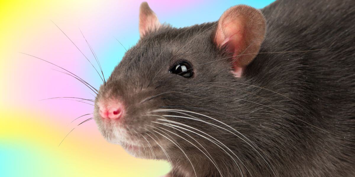 Victory! PETA Saves Animals from Pointless and Deadly Tests in Taiwan