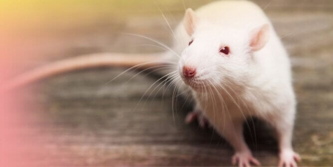 White rat with pink and yellow gradient border