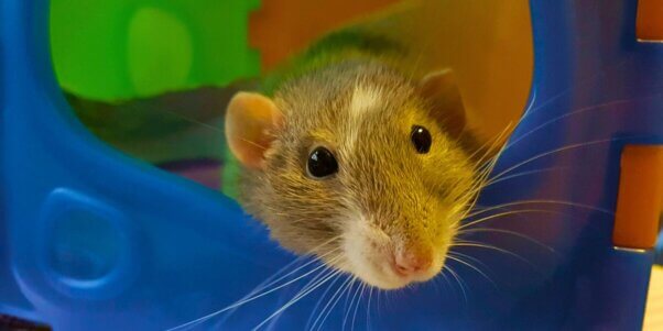 A grey rat in a hide