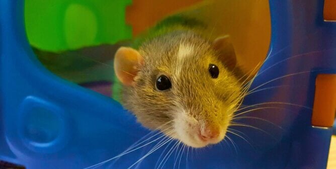 A grey rat in a hide
