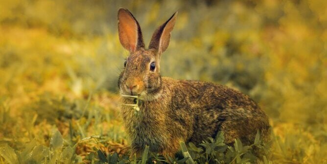 A brown rabbit eating clover
