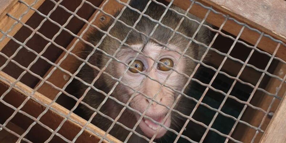 Lost in “Quarantine”: A Newly Imported Monkey, Missing for Five Days