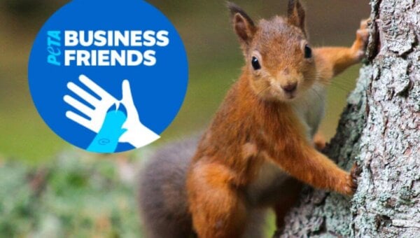 Photo of a red squirrel next to the PETA Business Friends logo