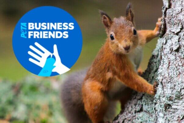 Photo of a red squirrel next to the PETA Business Friends logo