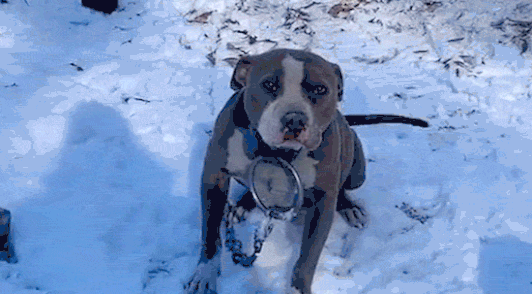 dog with heavy metal chain in the snow