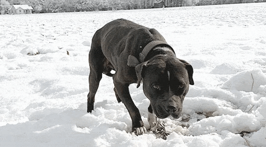 dog chained in snow