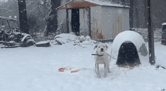 dog tethered in the snow
