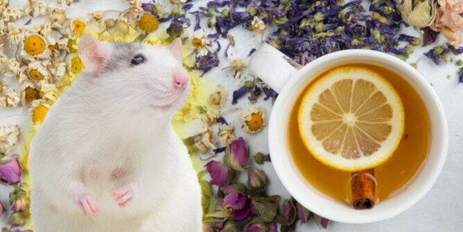 A white rat next to a cup of tea