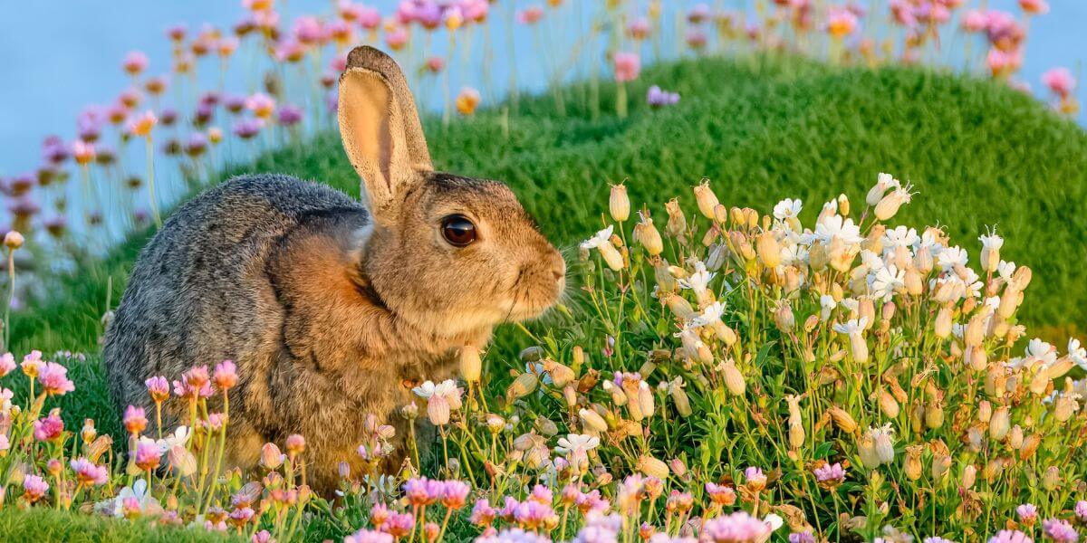 PETA Scientists Help EPA Shed Outdated Skin Tests on Rabbits
