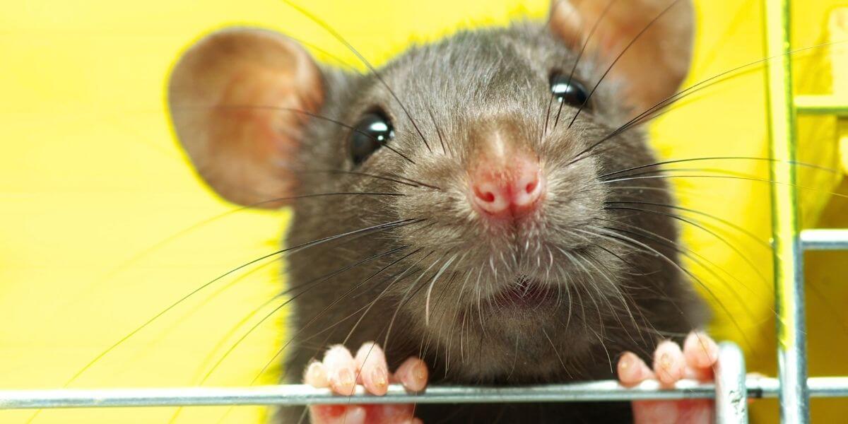 Time to PAR-TEA! QTrade Tea Bans Animal Tests After PETA Push