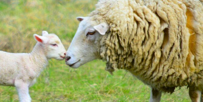 A mother ewe and her baby