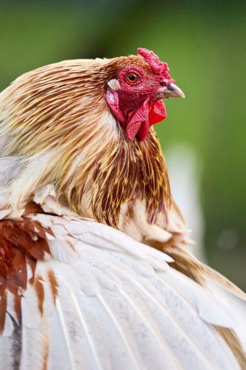 An orange and white chicken