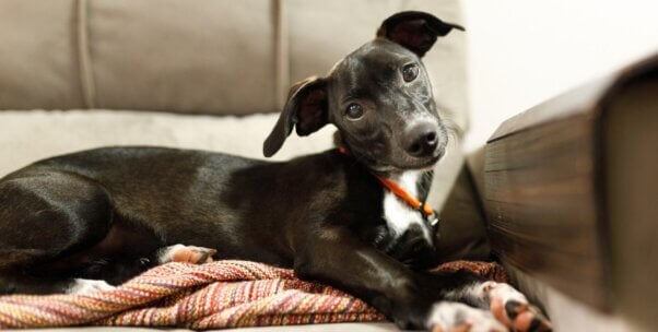 Black and white dog tilting head
